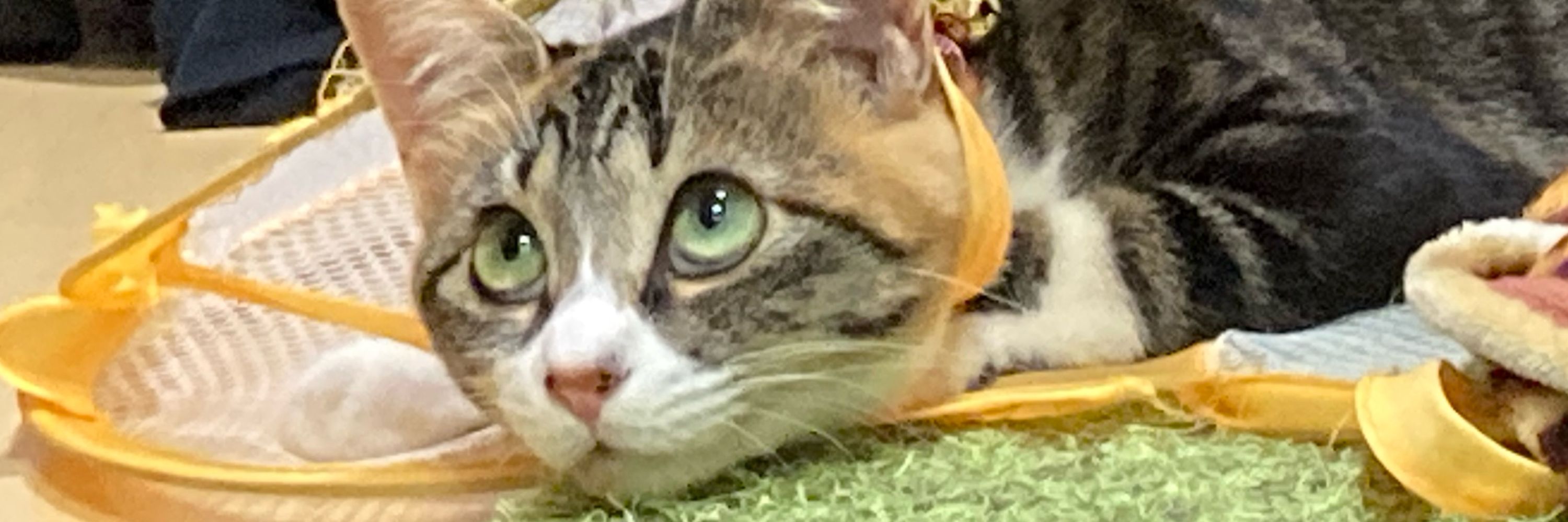ぶんた