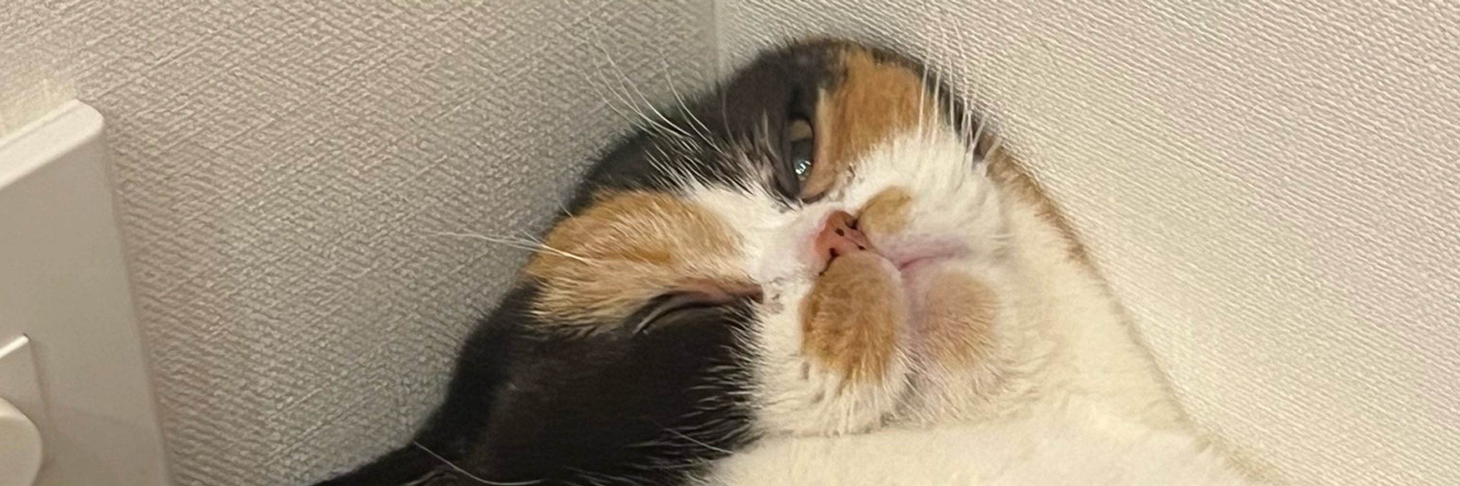 おあげ🍘