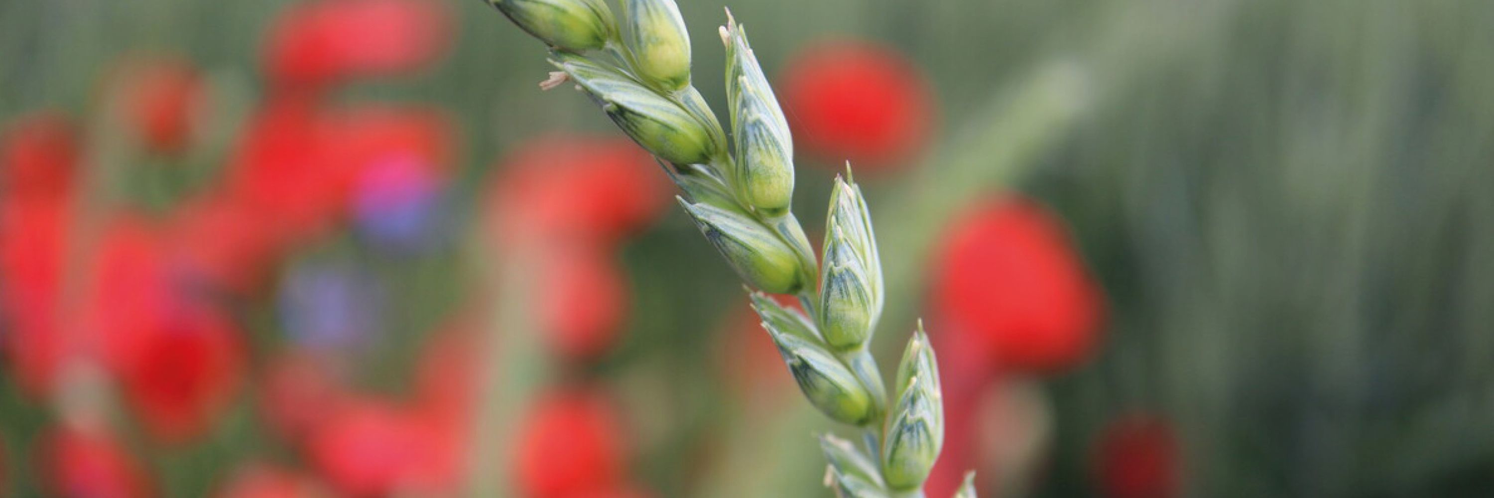 Biodynamic Federation Demeter International