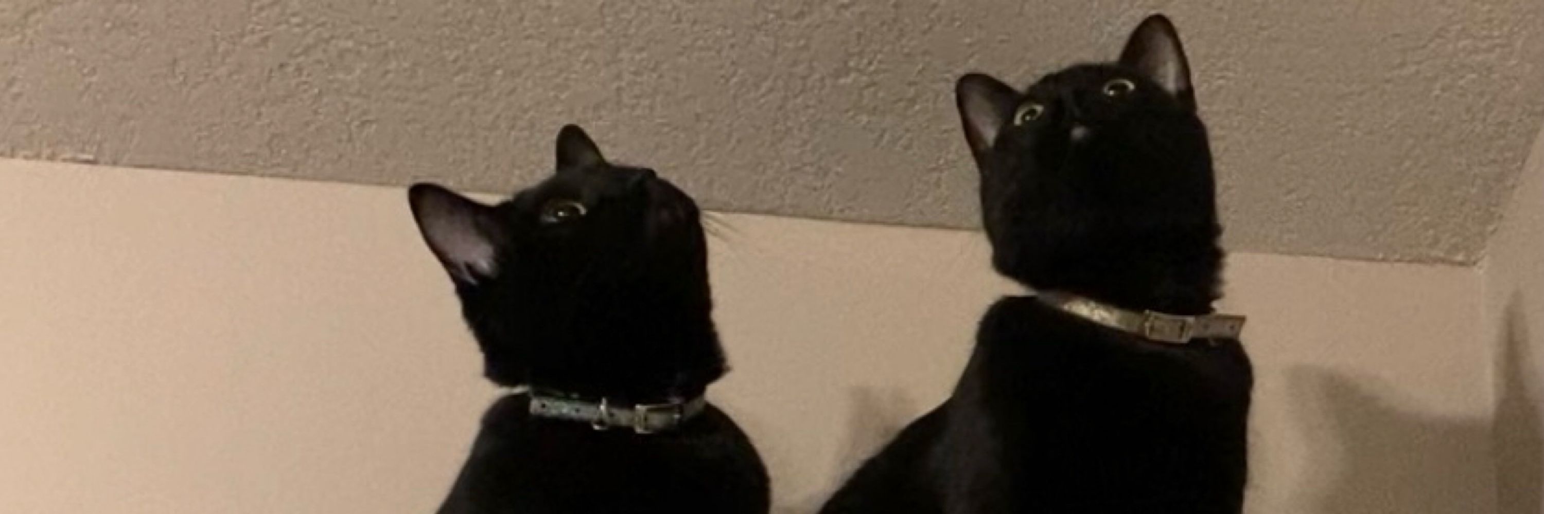 Potato & Biscuit