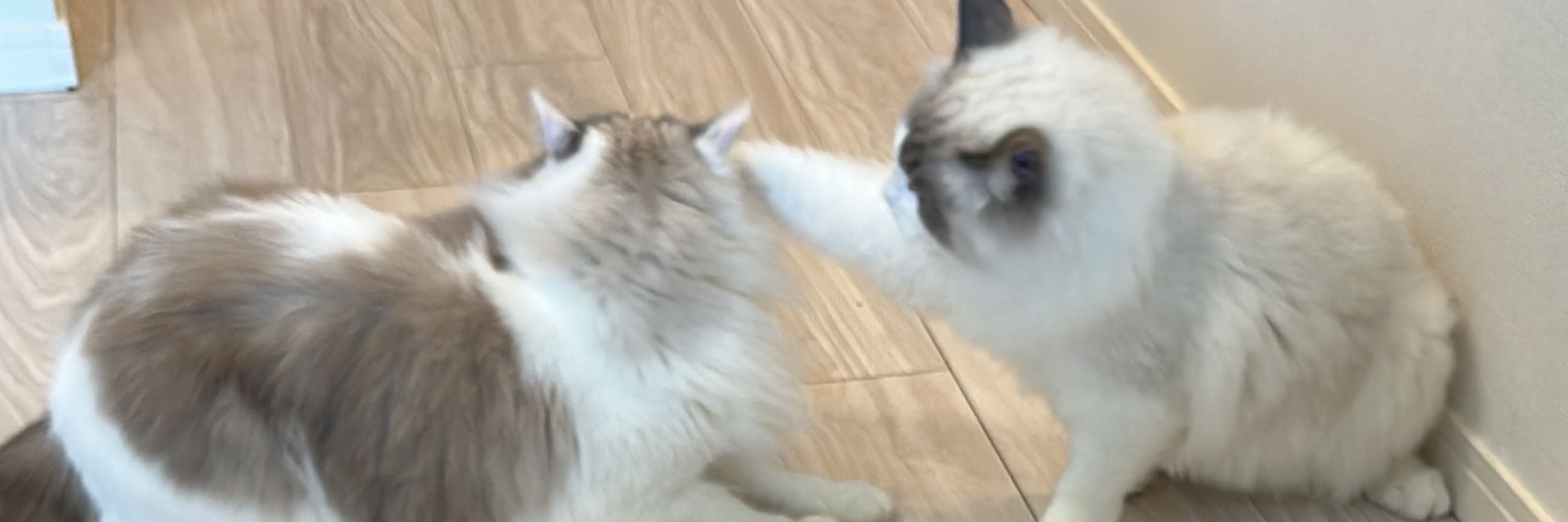 アオ🐱ネル🐱スイ