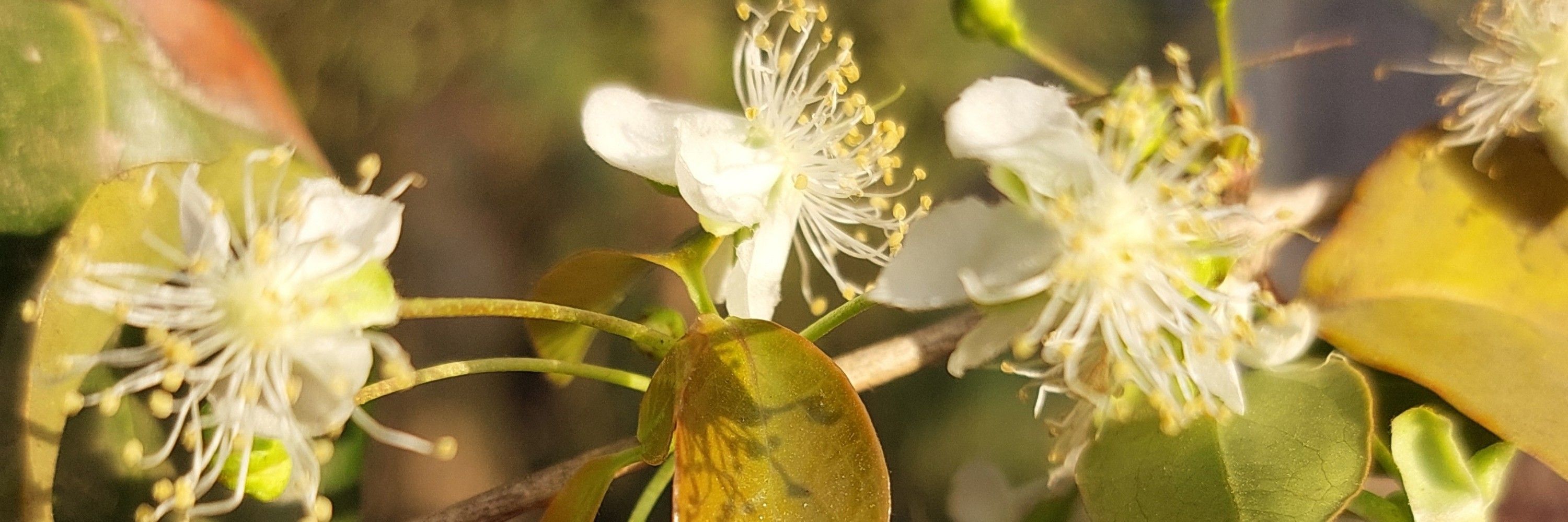 Virgínia Guimarães