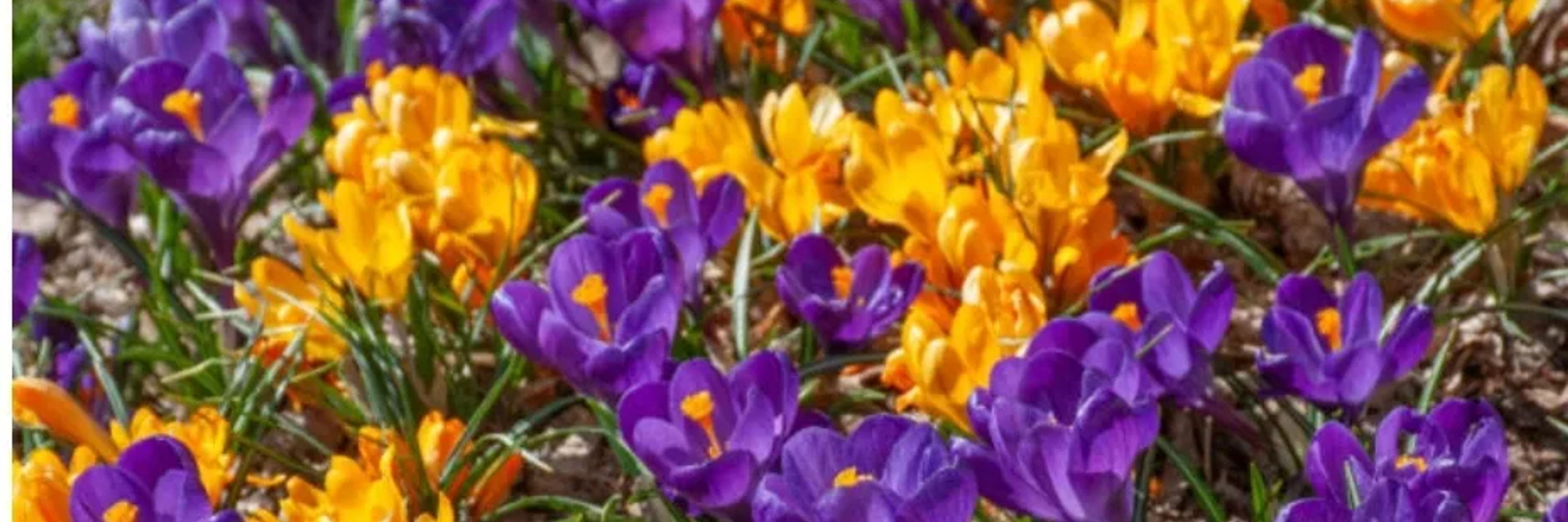 Bloom Rhode Island