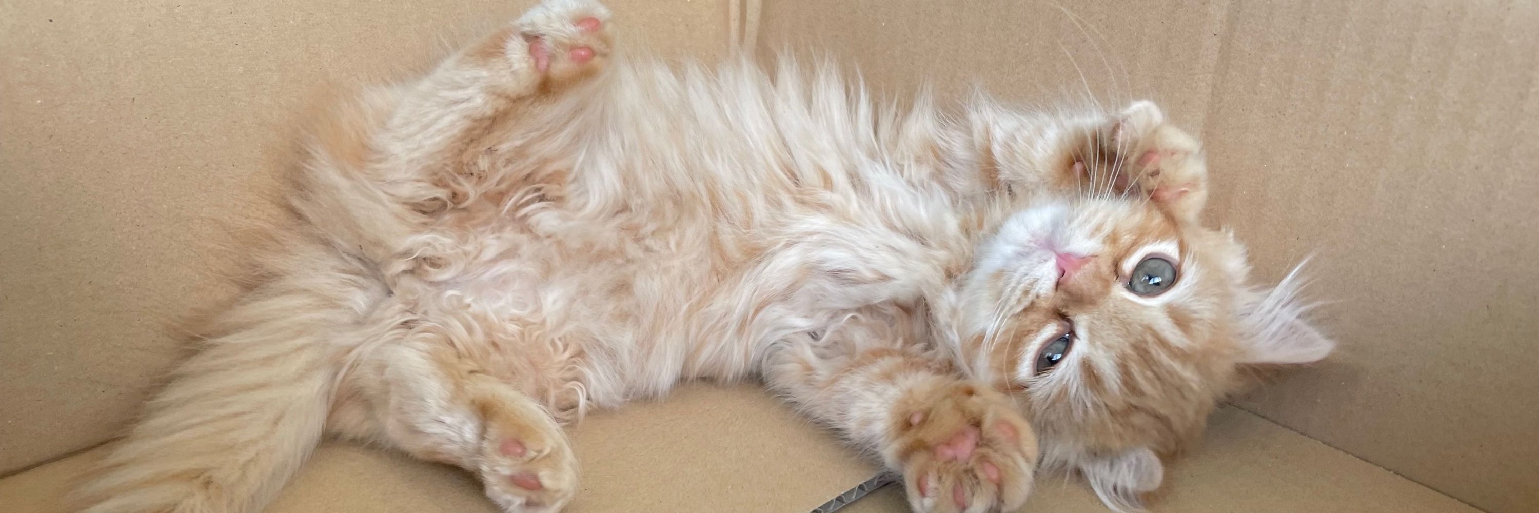 うなねこです。