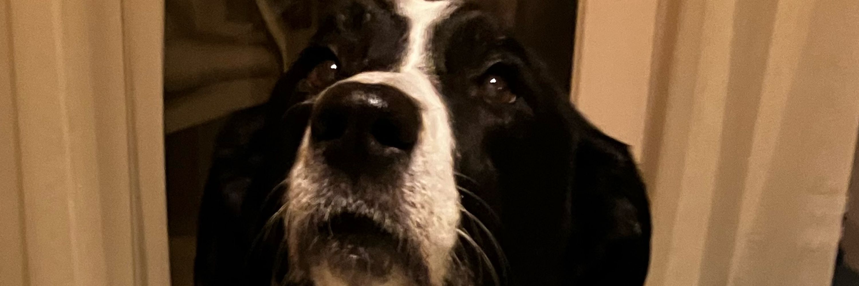 🇧🇬🇹🇷 🐈‍⬛🐾