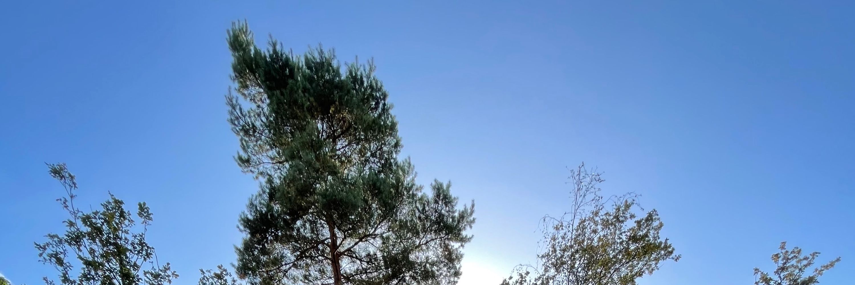 EinfachFrau