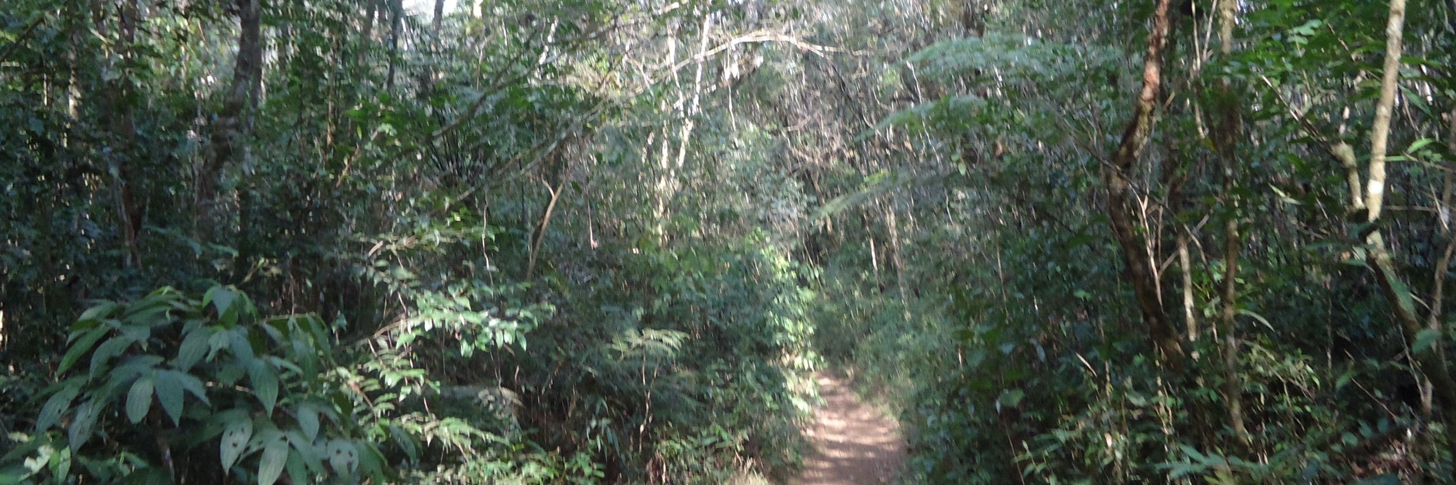 betinha