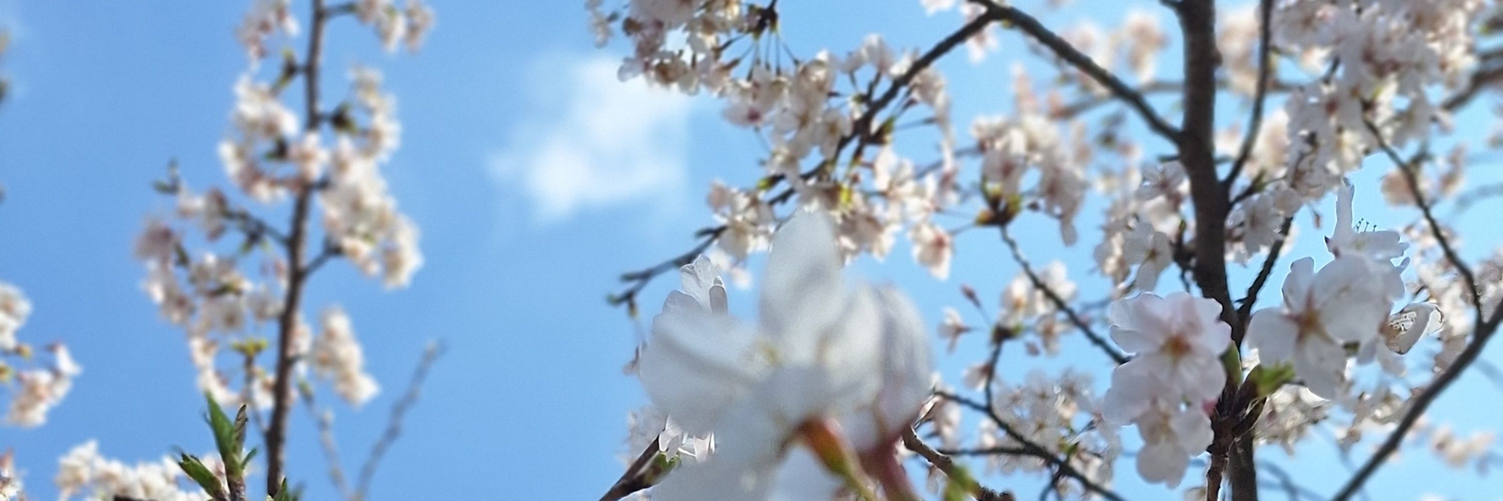 たいさ(ぶる空)