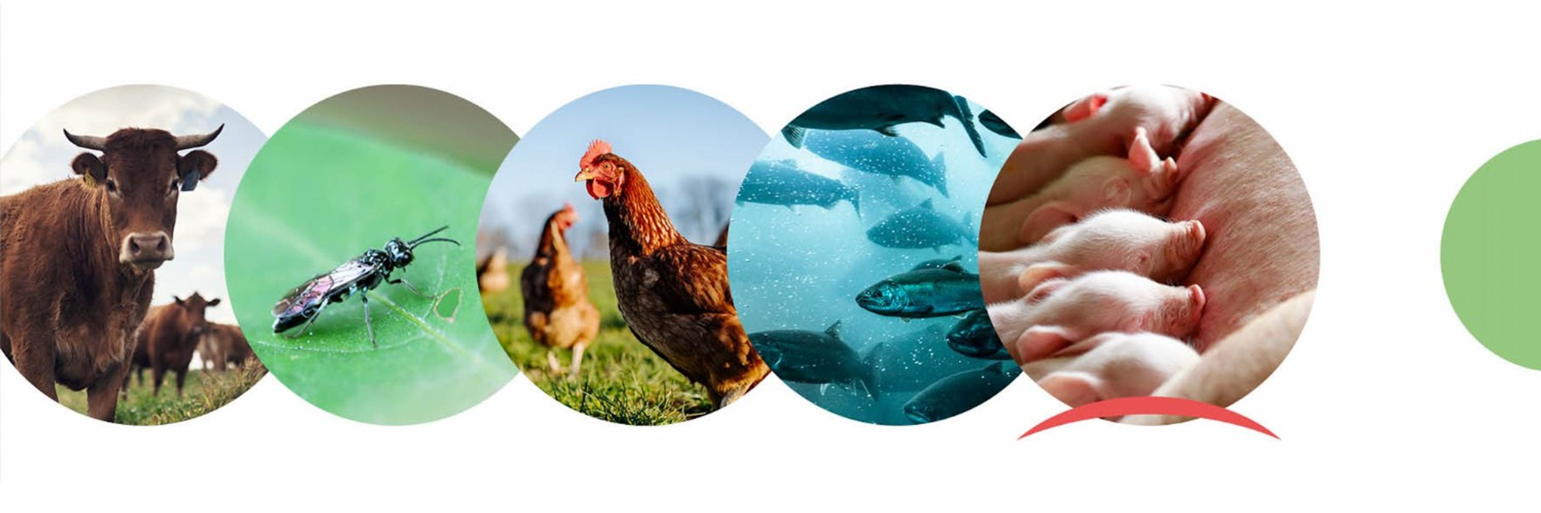 EFFAB - European Forum of Farm Animal Breeders