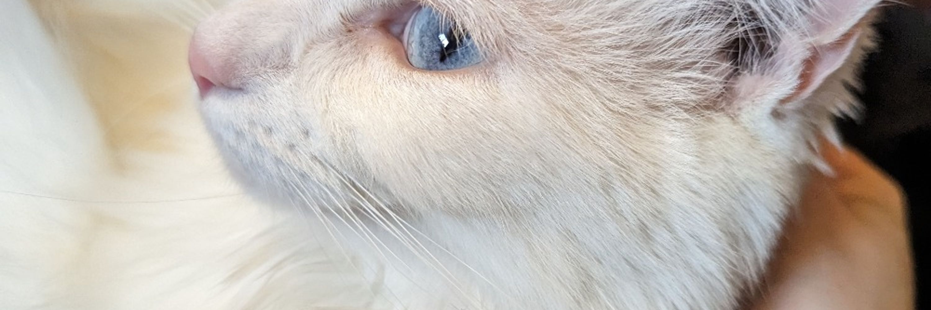 Mab