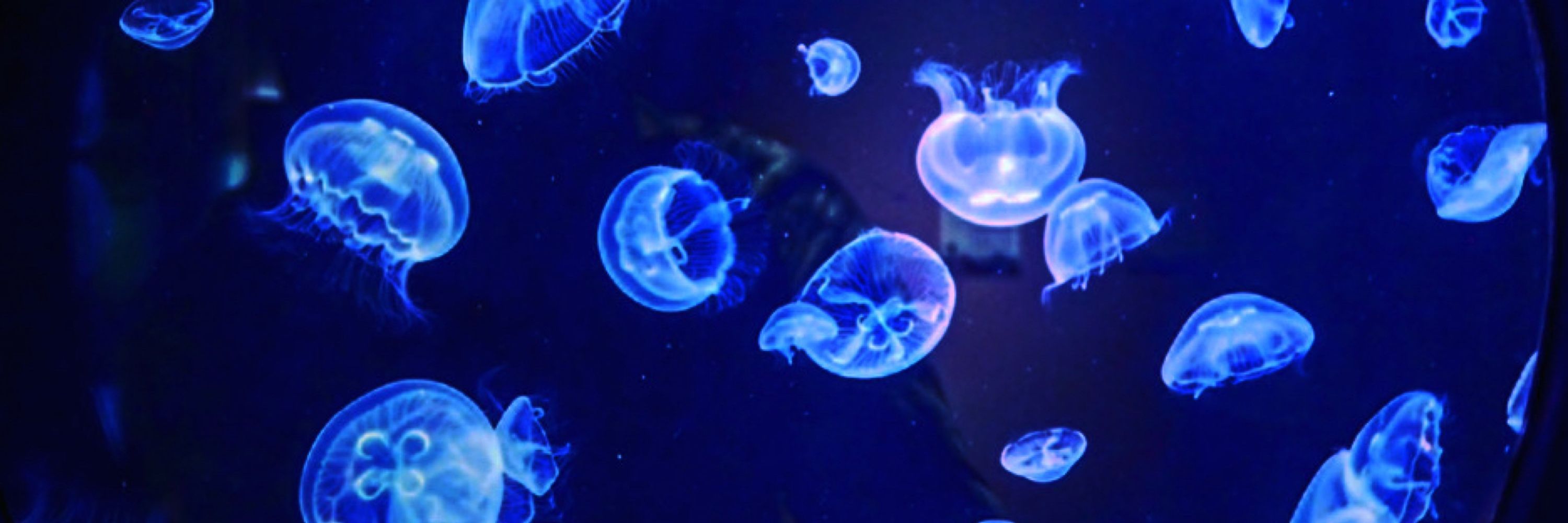 海豚