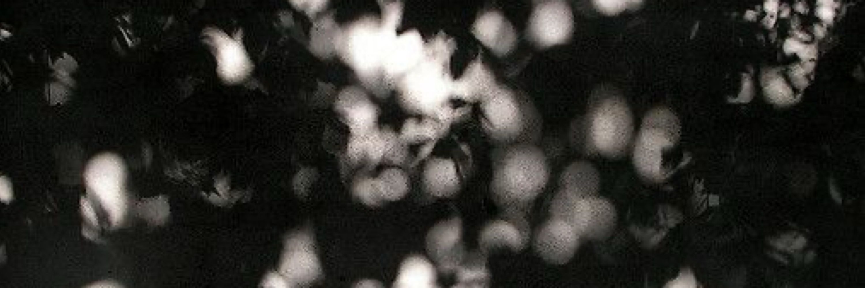 Francesca Miller-Barrett