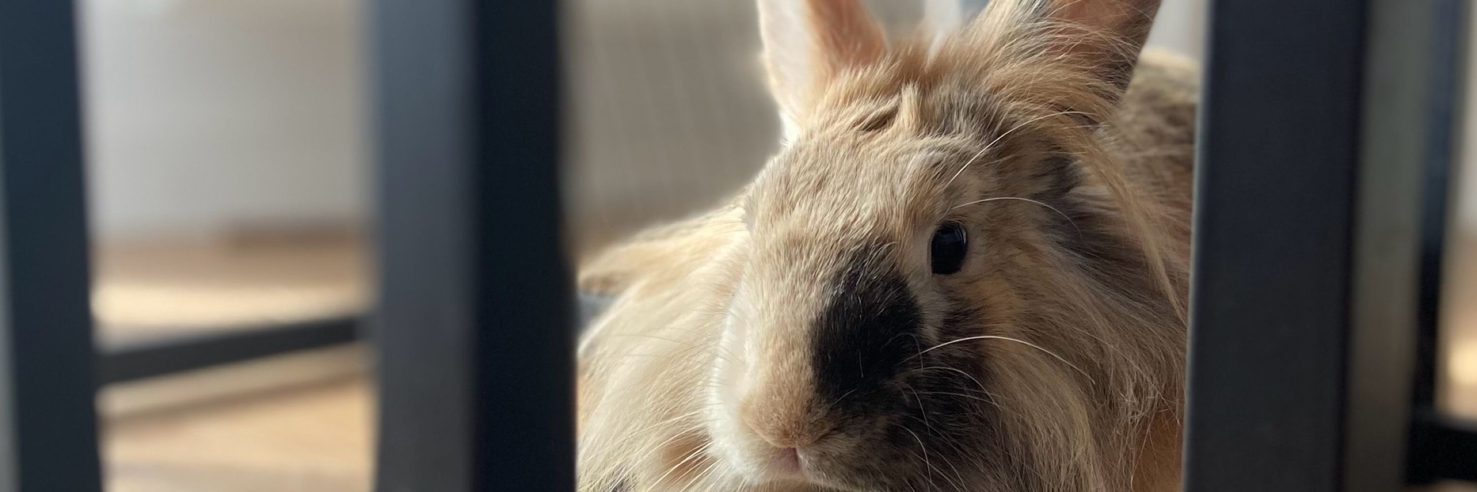 Mlle Rabbit