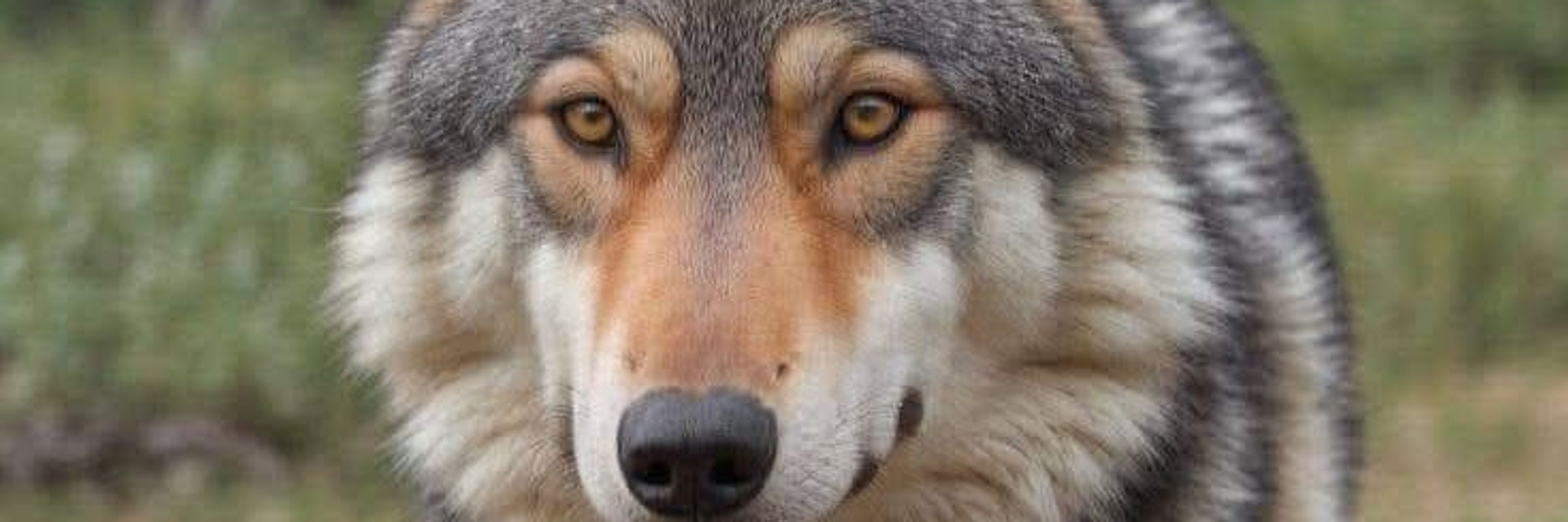 The Wolf Only
