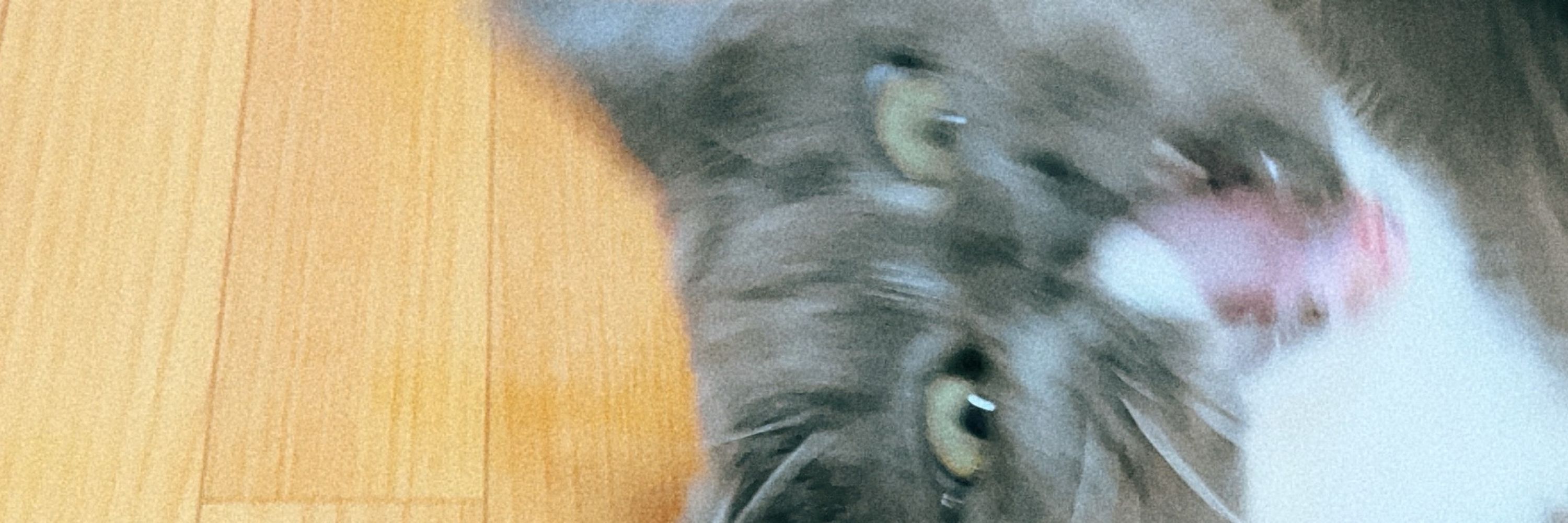 ʚ𝕪𝕦𝕚ɞ