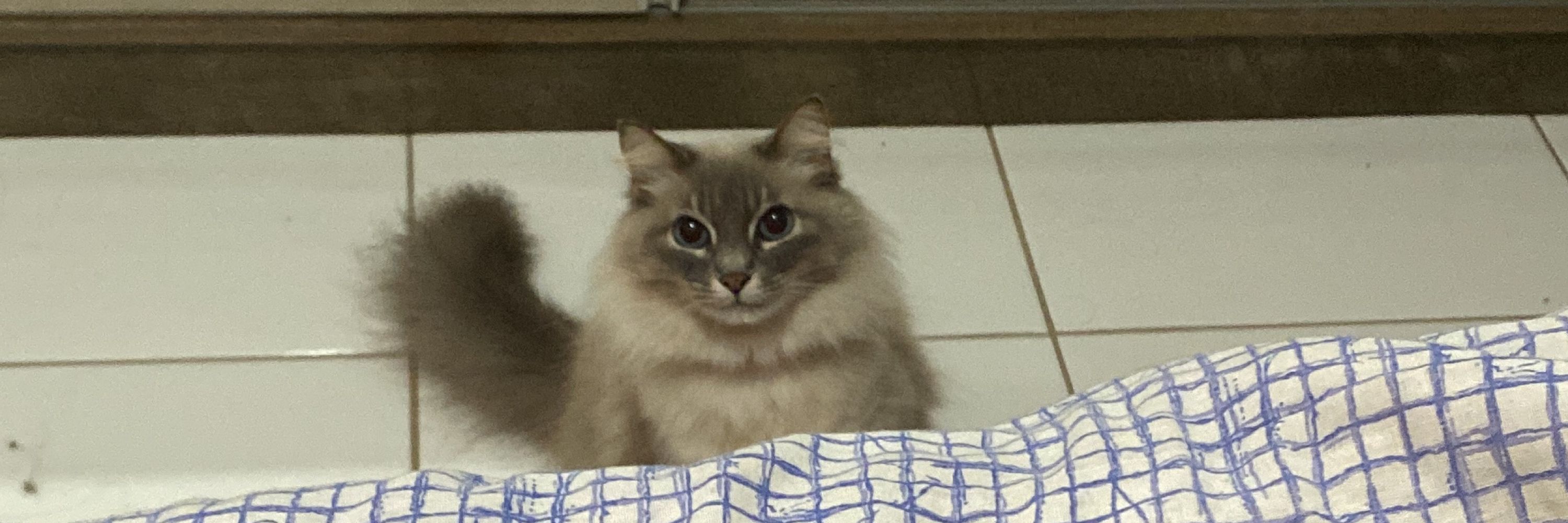 mr 