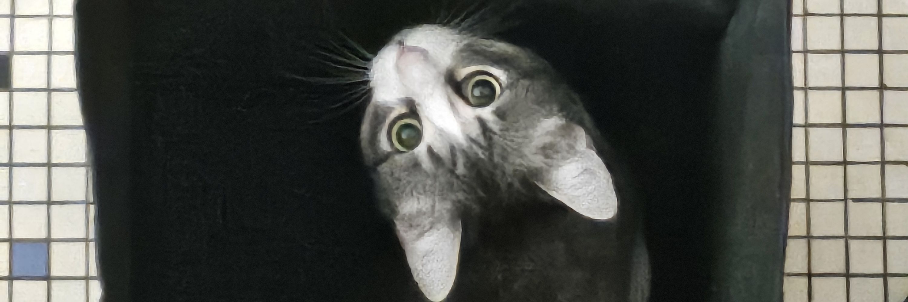 Madame La Fée