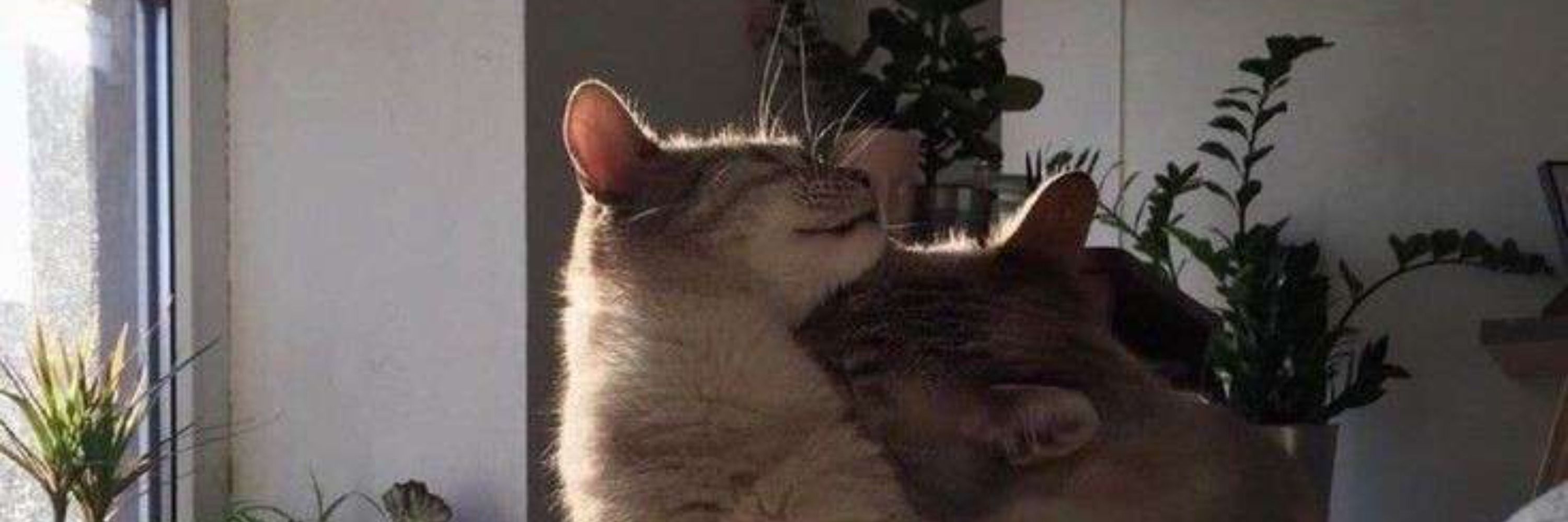 theMiuwzyy 