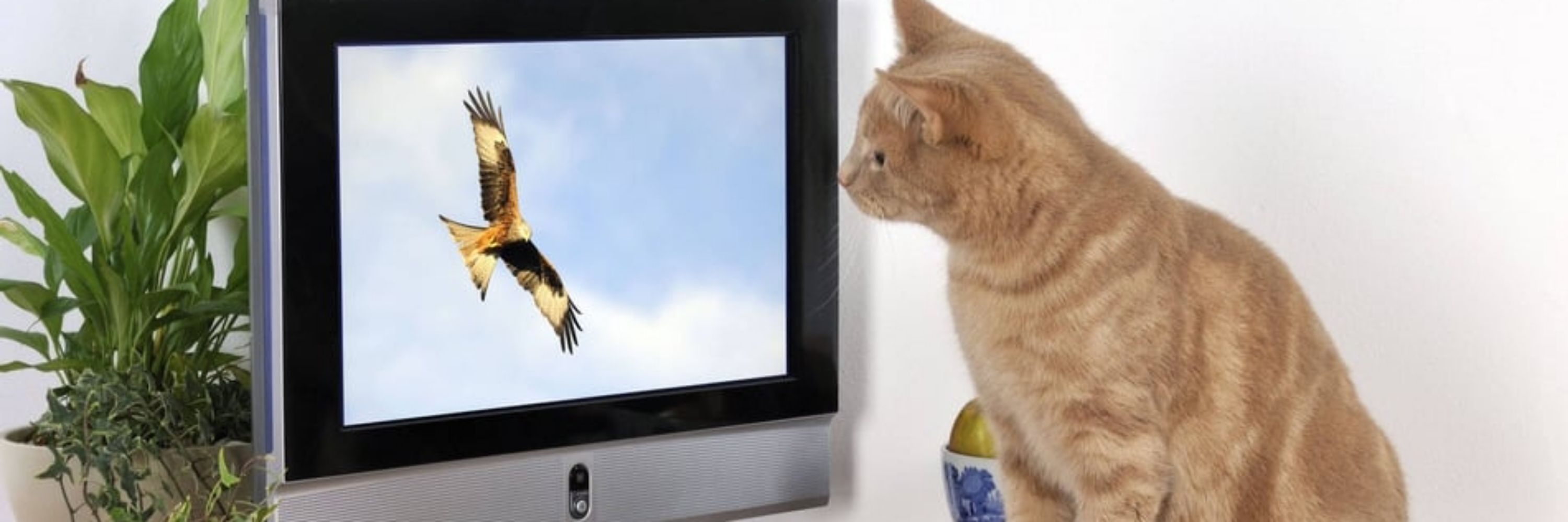 MeowMotion