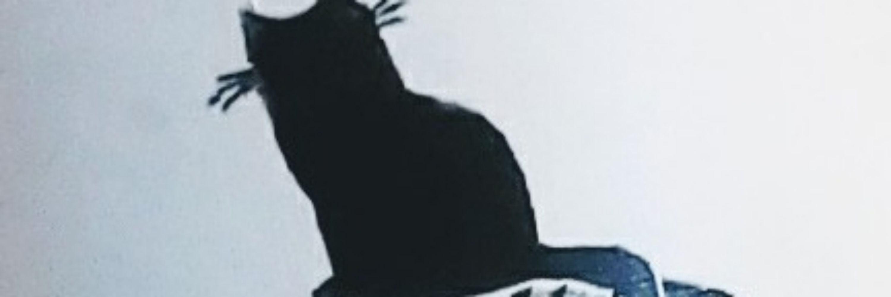 猫柳