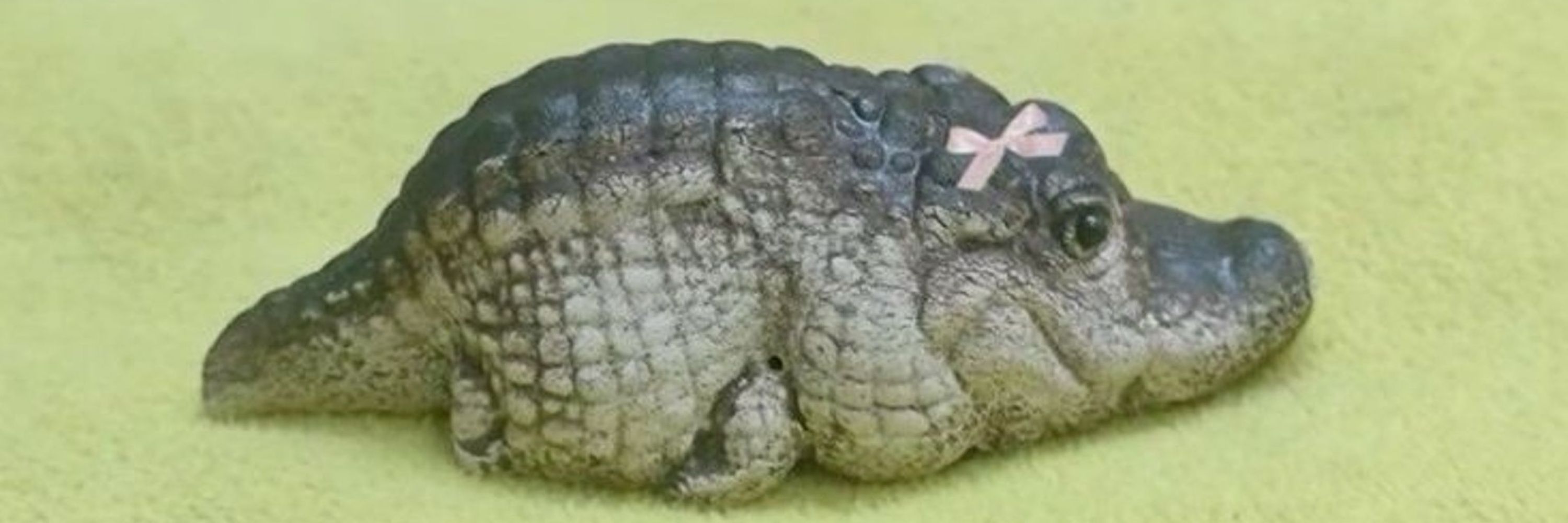 letixia