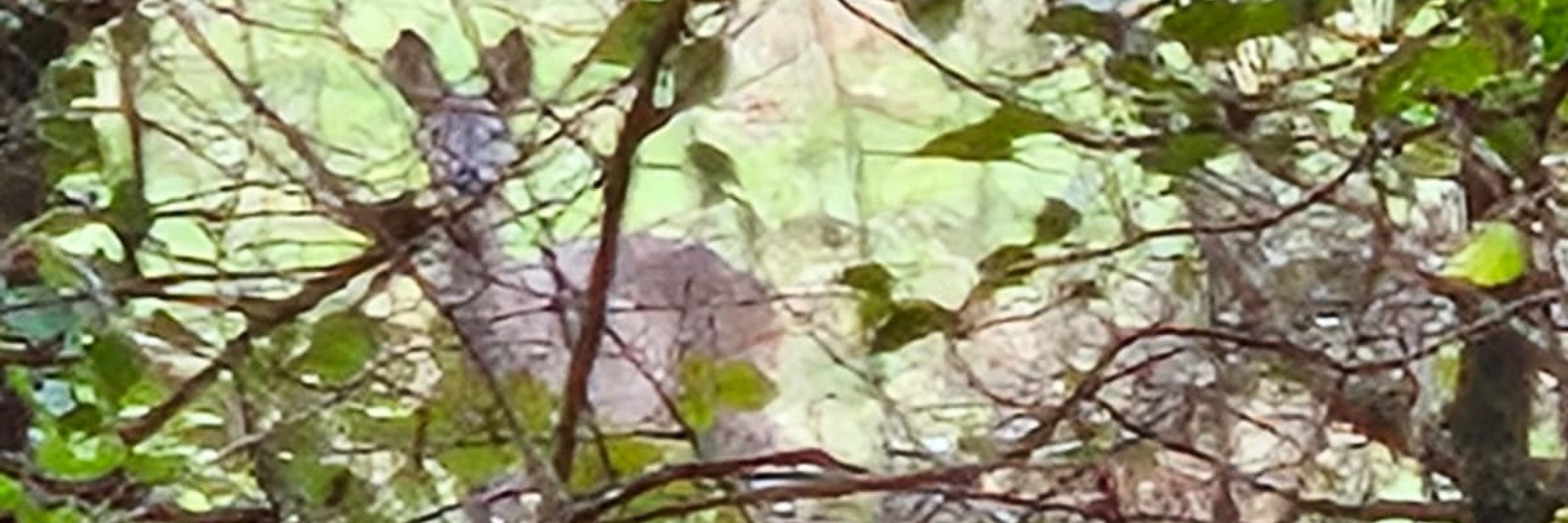Roaming Wild Forest School 
