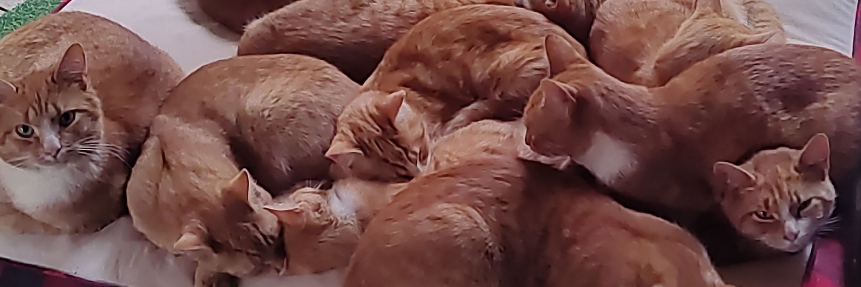 Braincell Cats