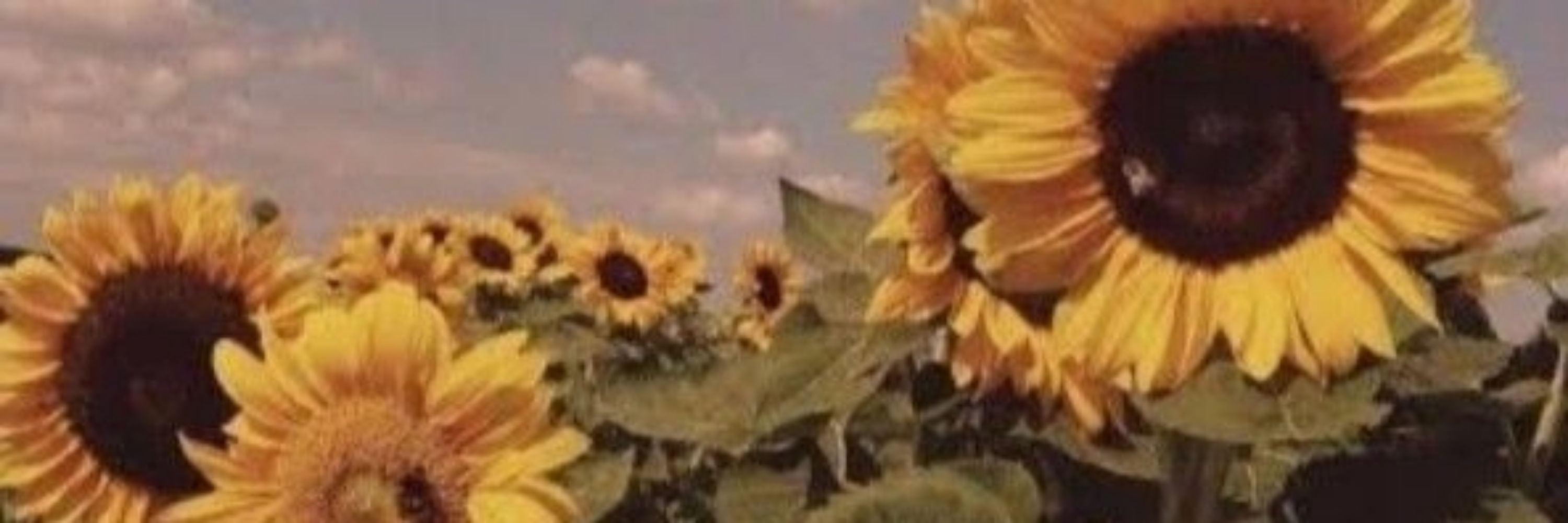 🌻