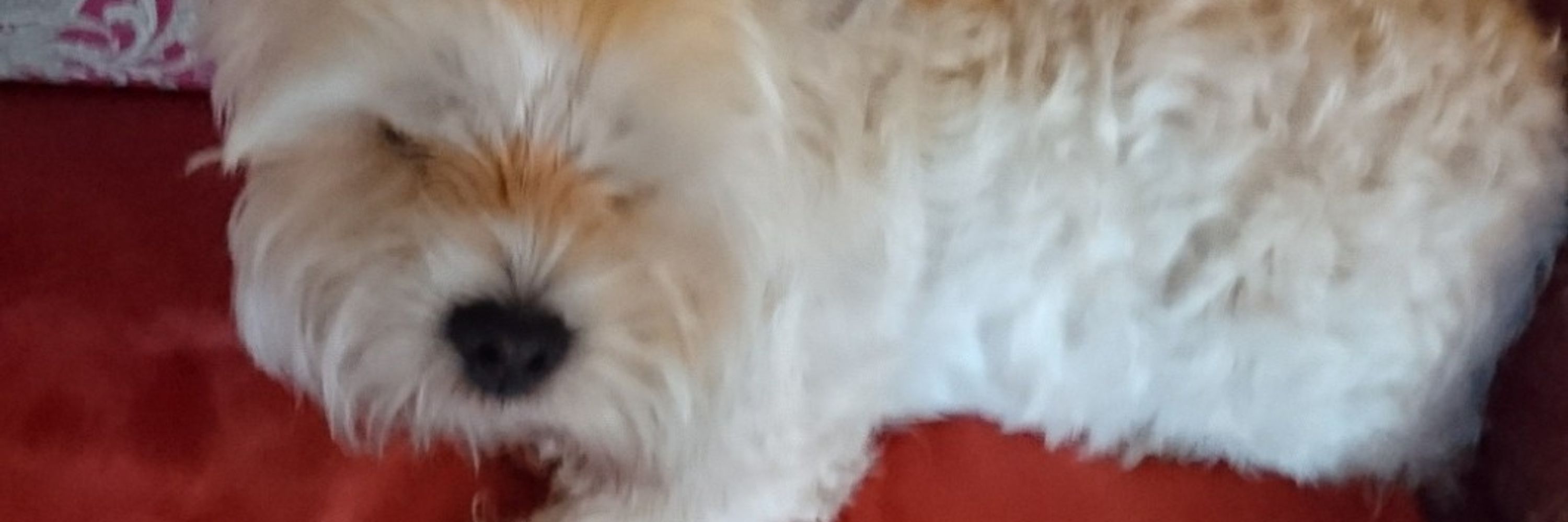 Pippasweetpea