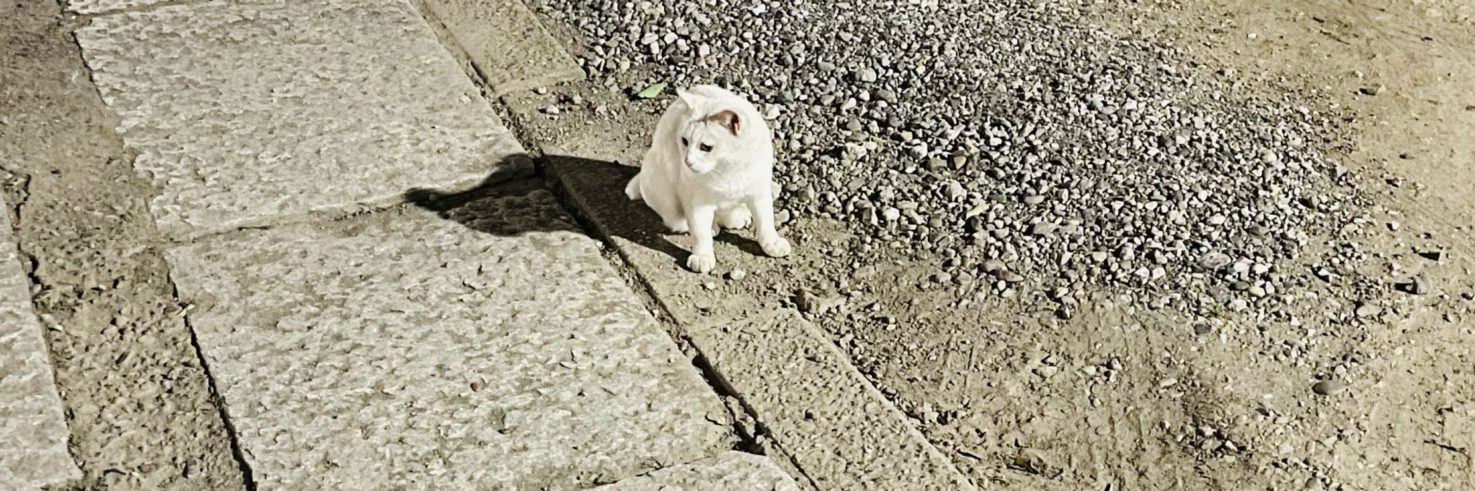 どみなんと