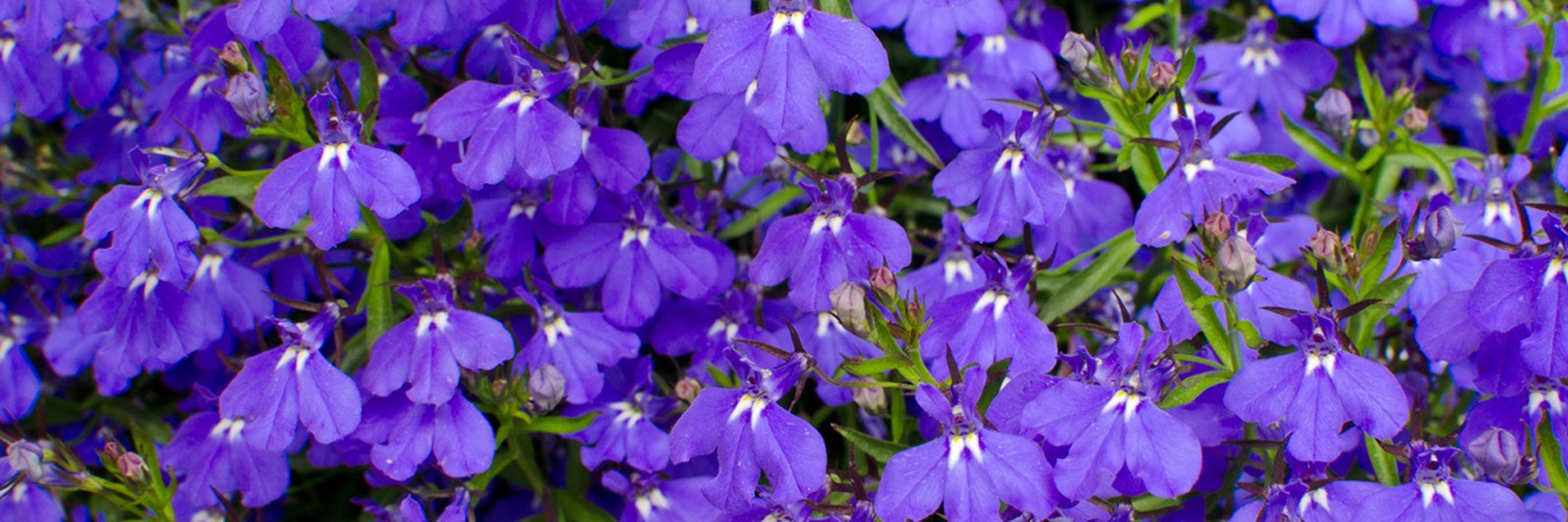 Lobelia
