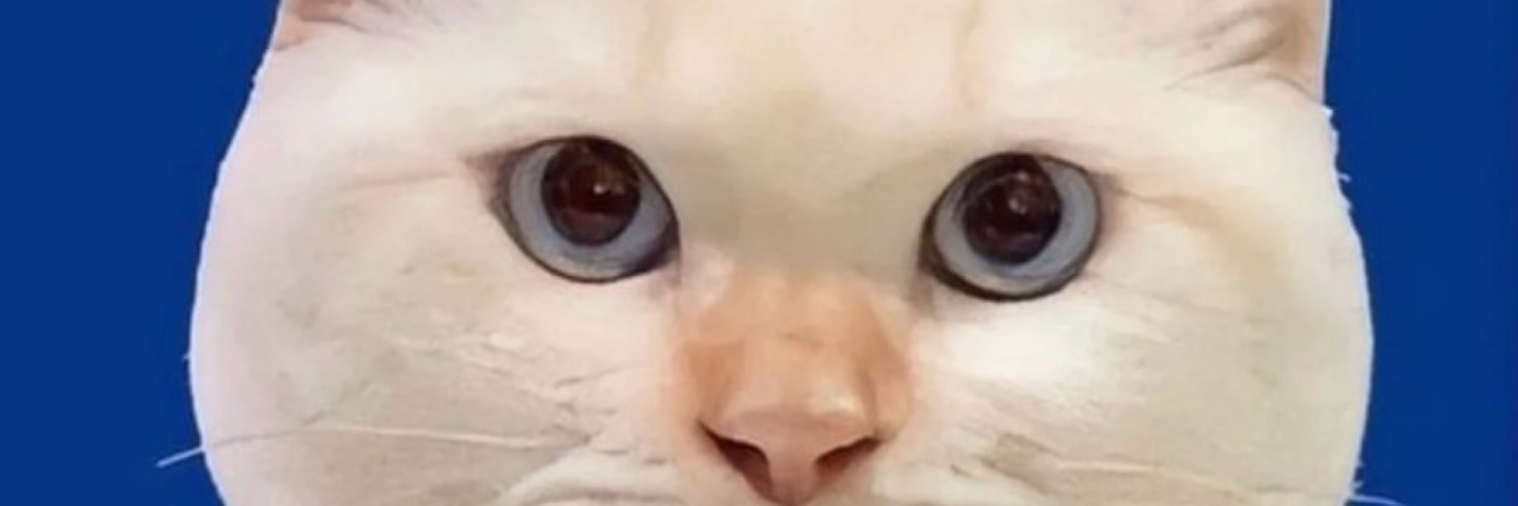 ふぃがろ
