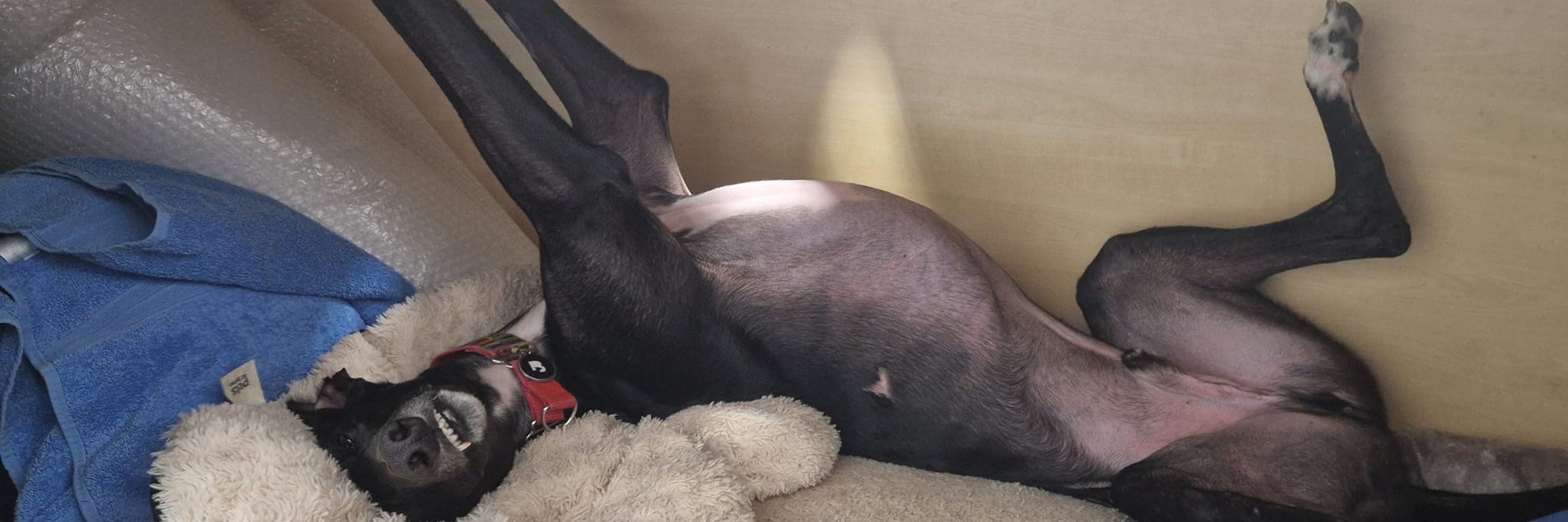 Celyn The Greyhound