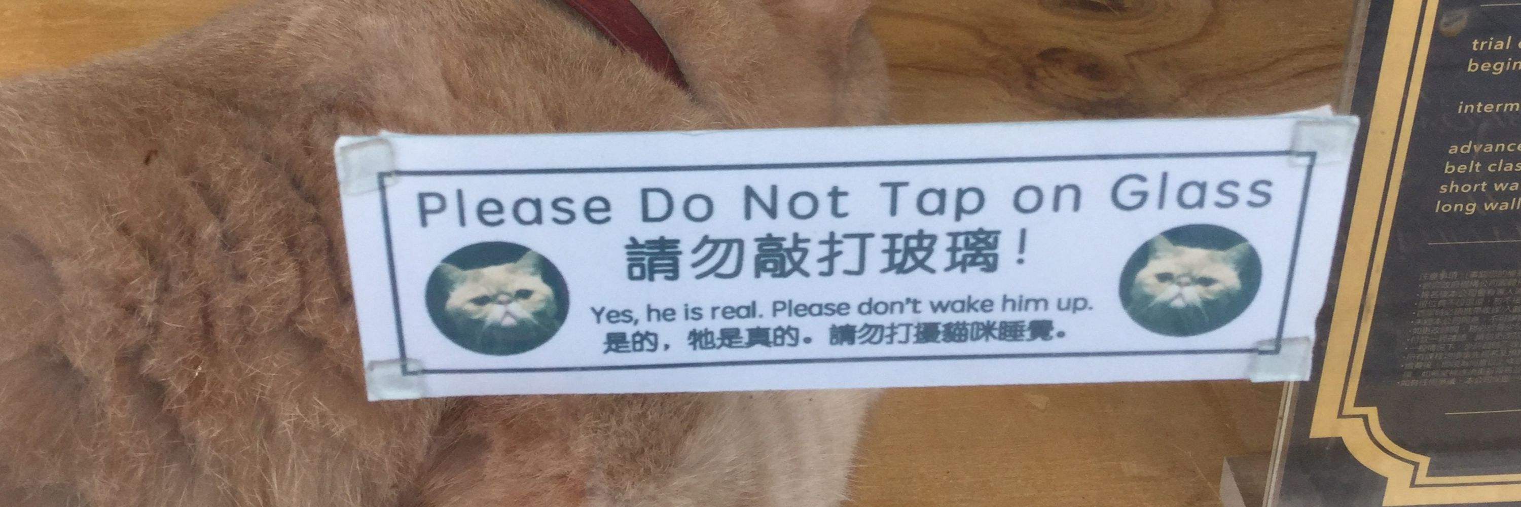 Hong Kong Hermit