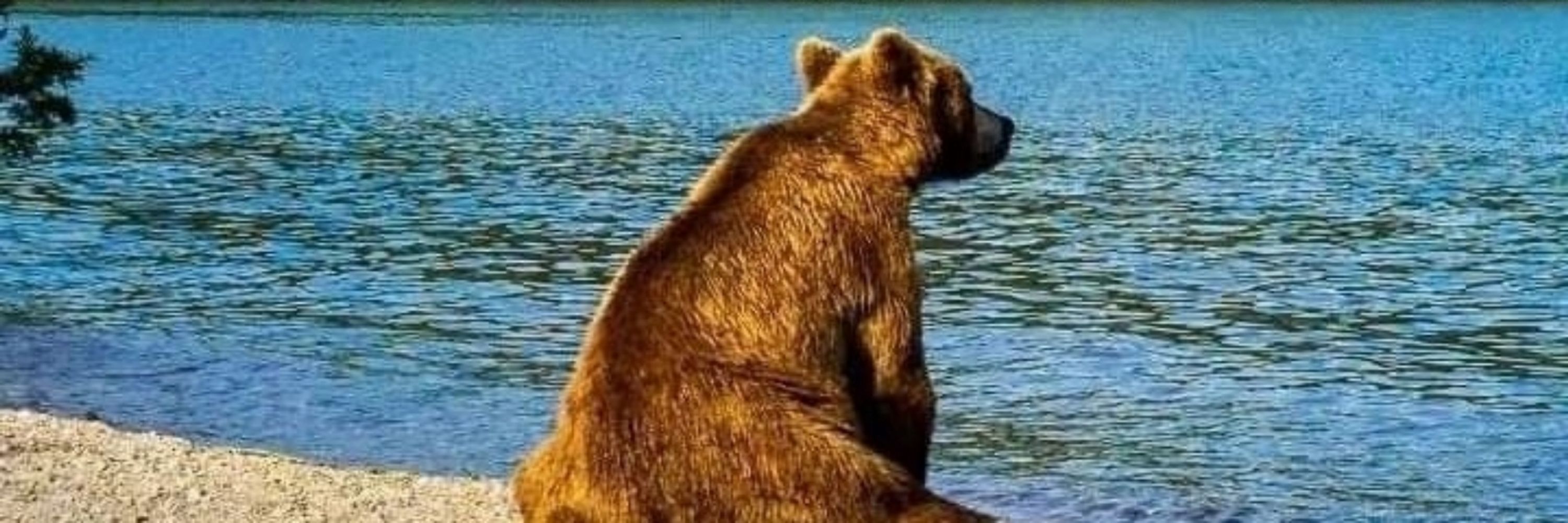 trevbear