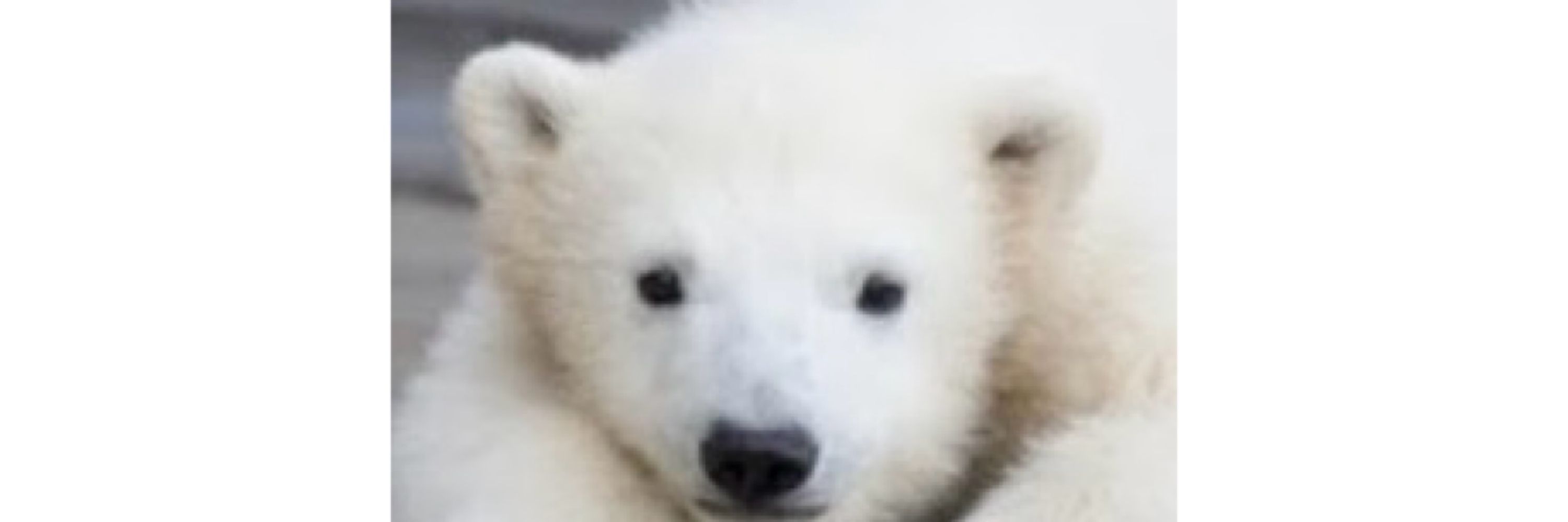 しゅとらーる