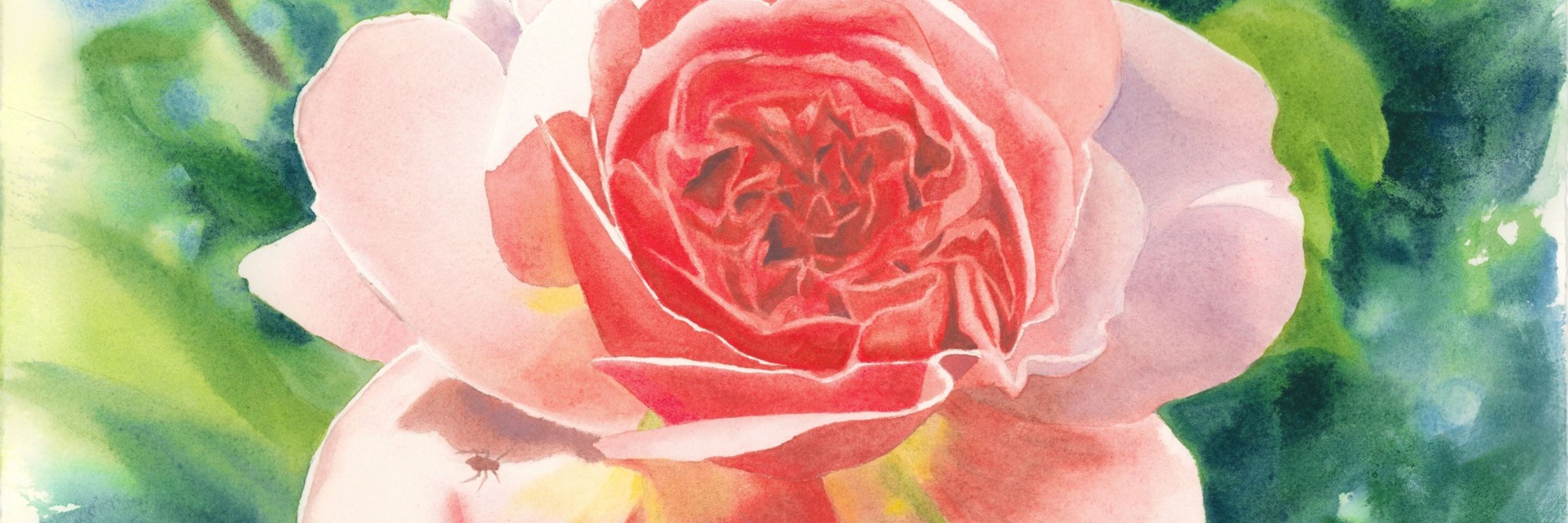 Olivia Checiu Watercolors