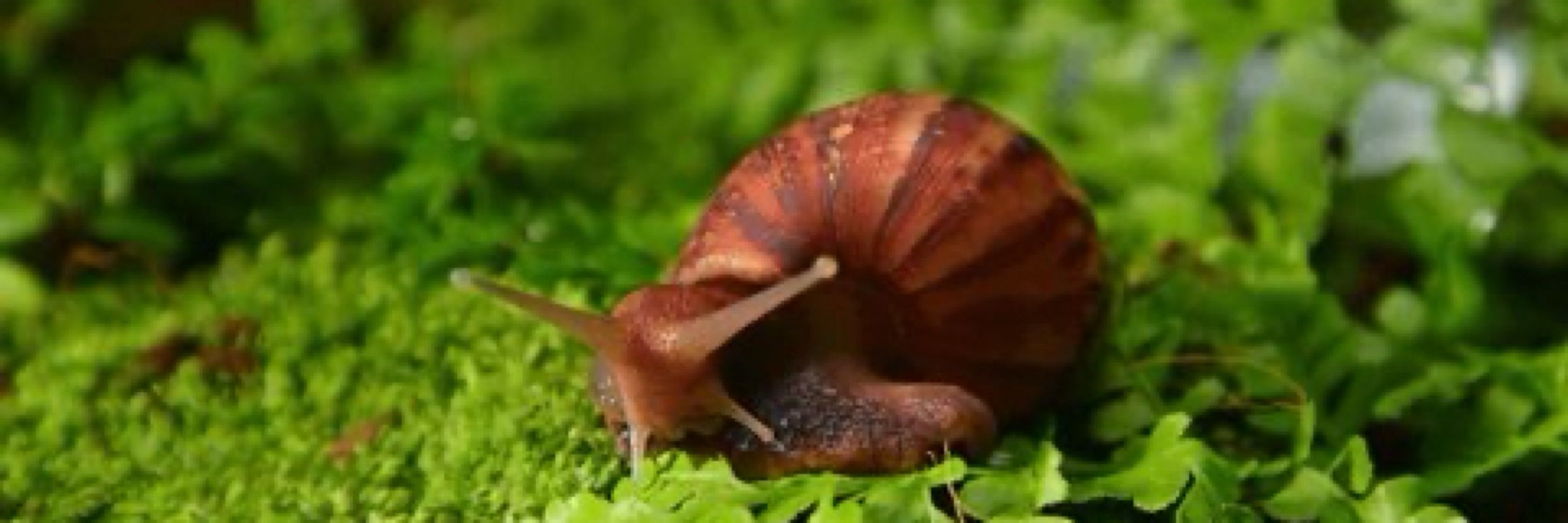 🐌🍄‍🟫post-exertional decay 🍄‍🟫🐌