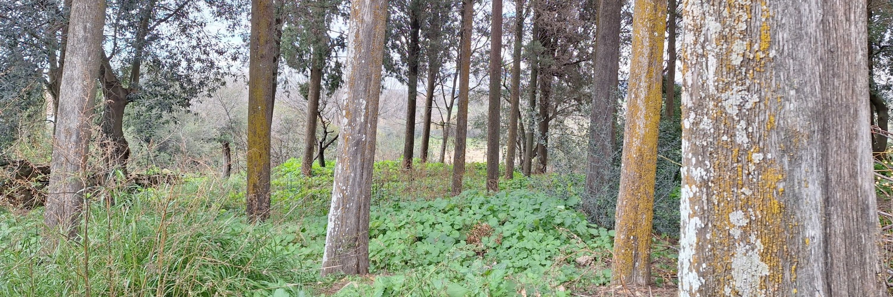Niuperdut