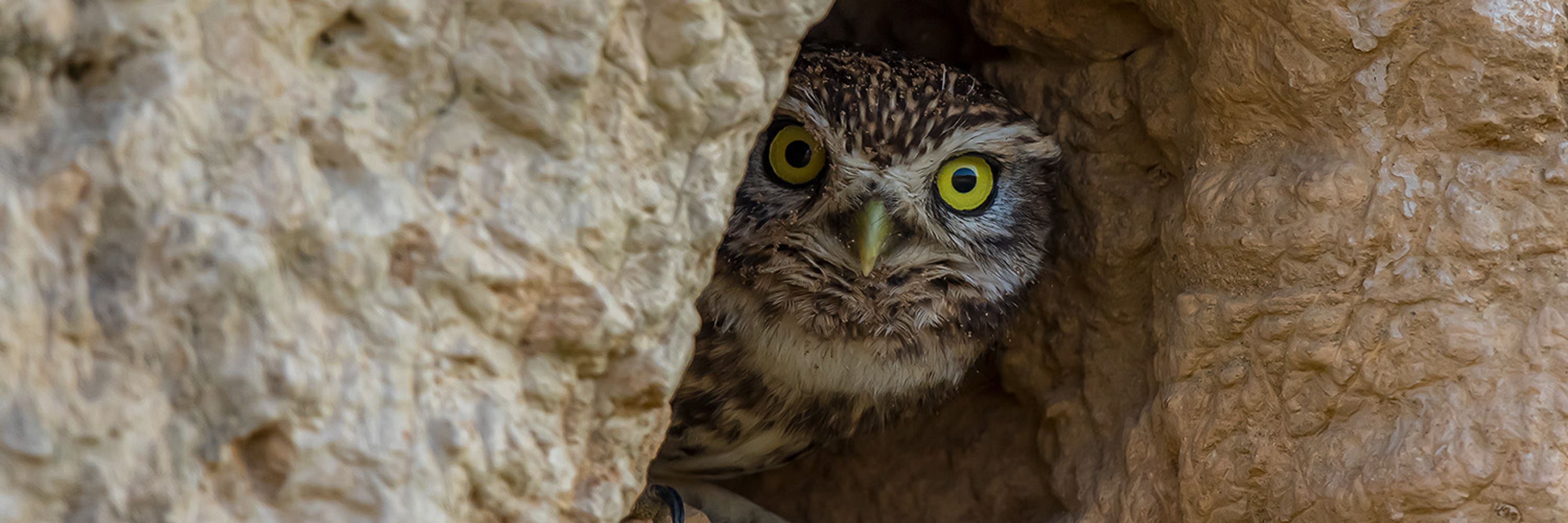 Nordrhein-Westfälische Ornithologengesellschaft e.V.