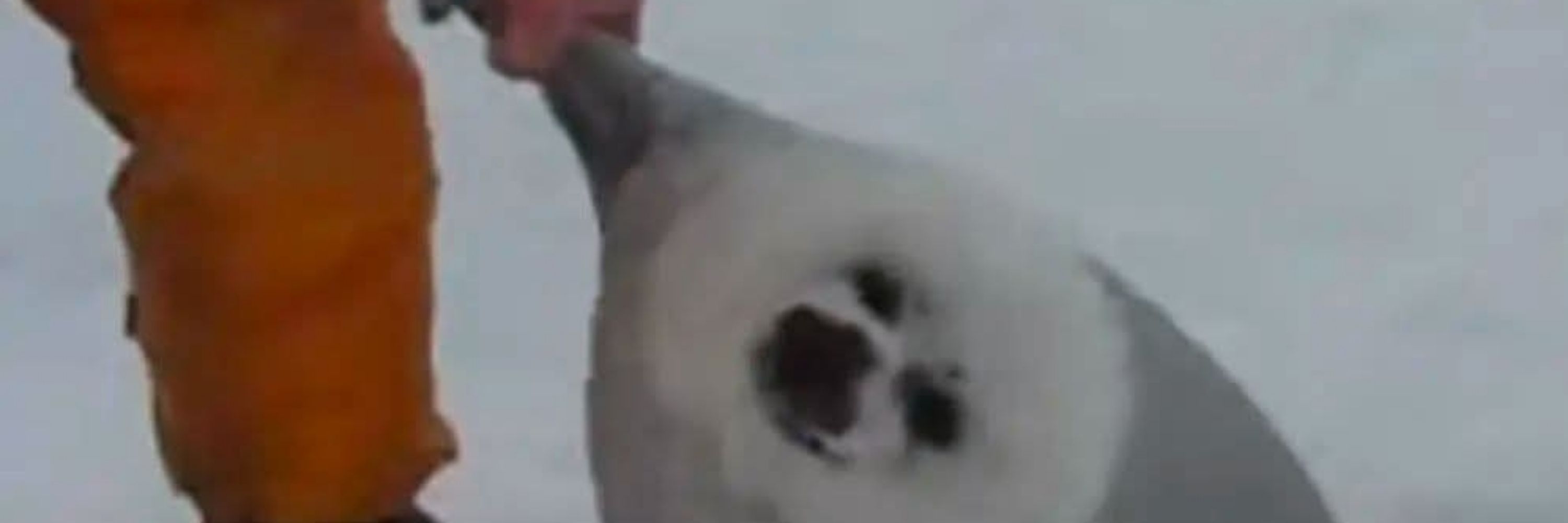 蛋包范🍚