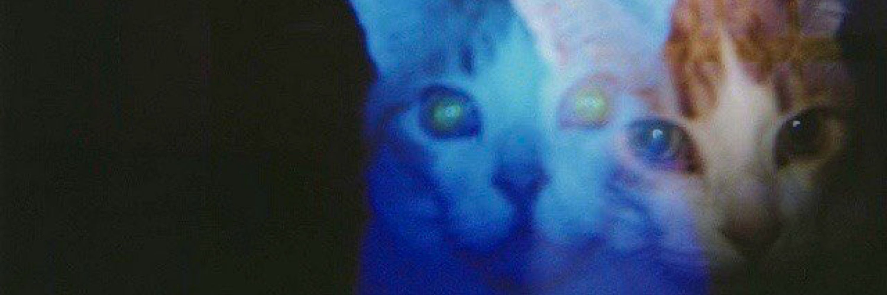 evil intruder on drugs