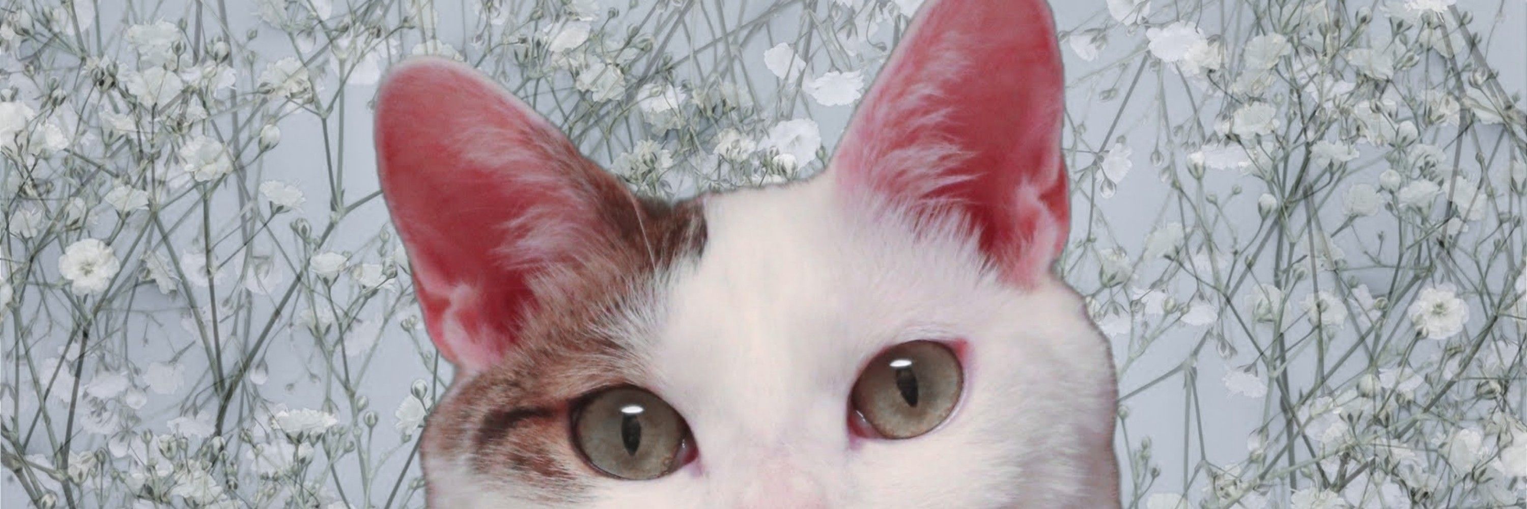 のんの_pachi