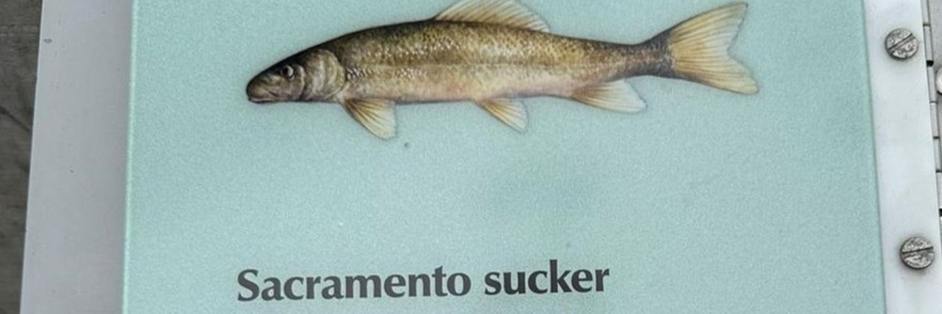 draagslap