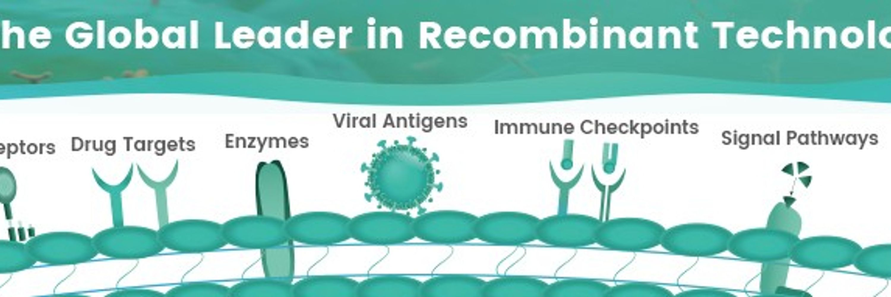 Sino Biological