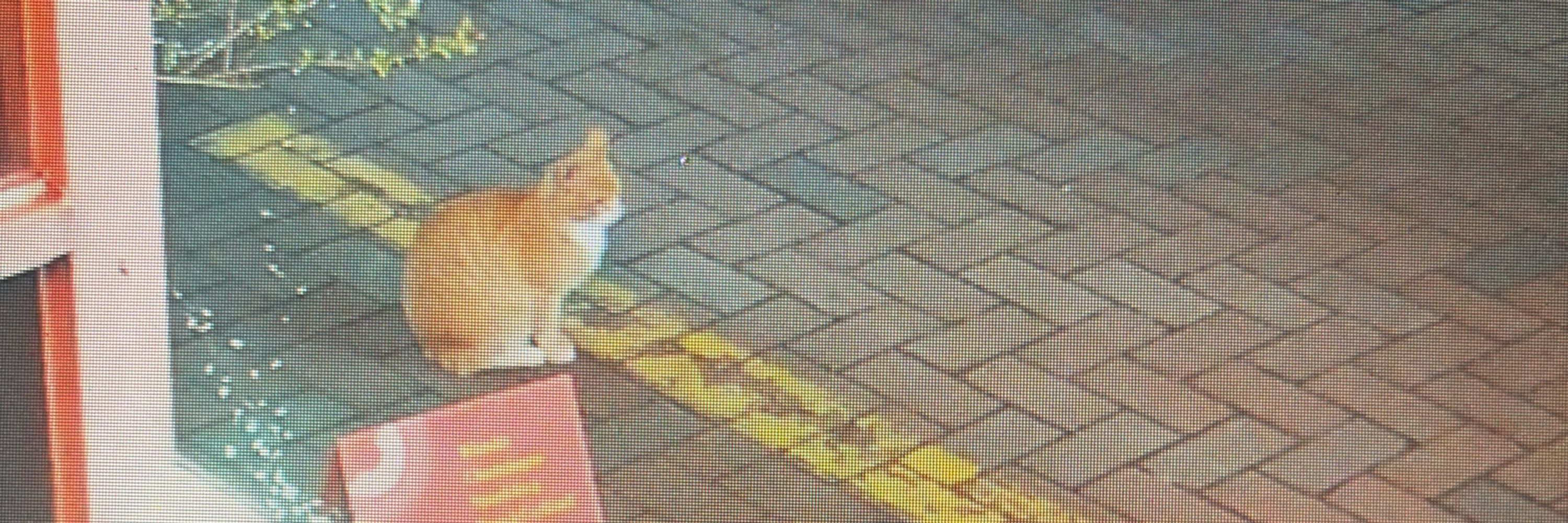 아카