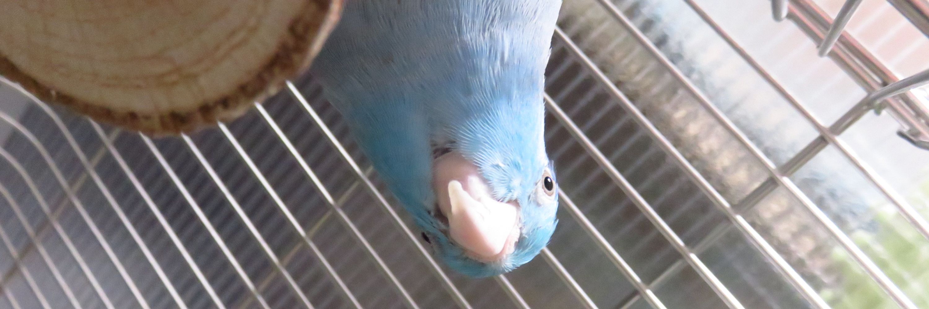 ฅʕ´•ᴥ•`ʔฅてげモフぺい！