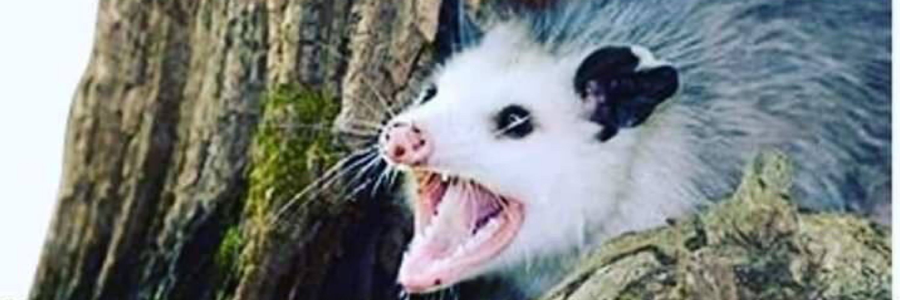 titanishu