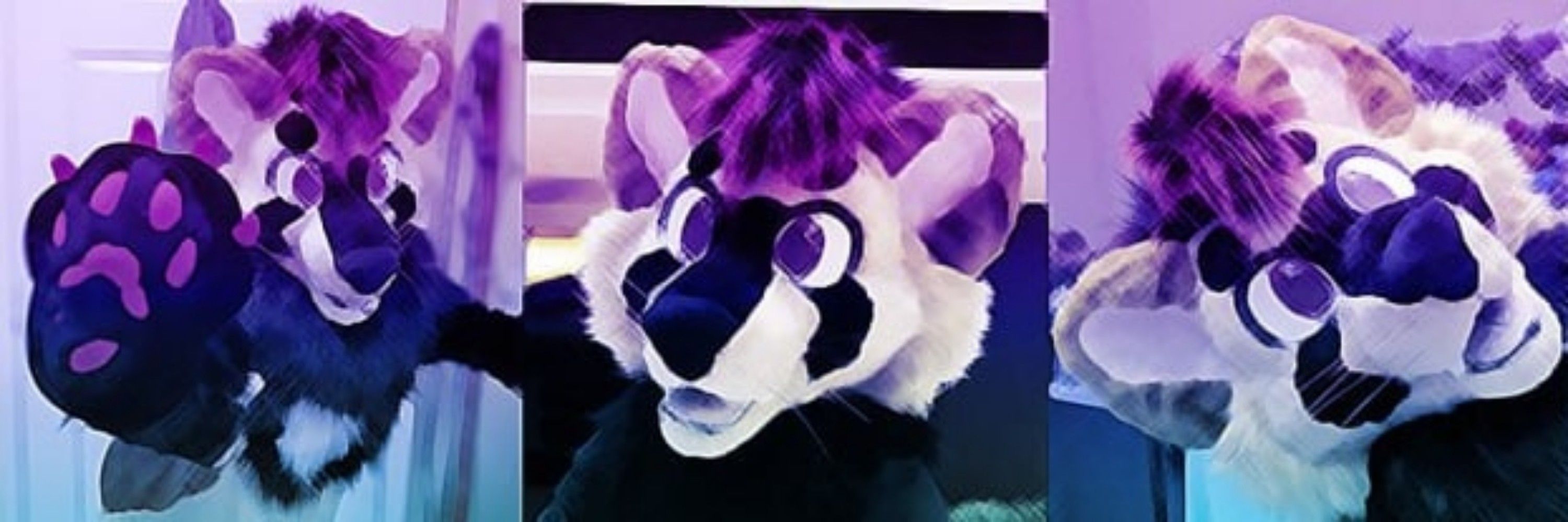 Bandit Dook-Woof