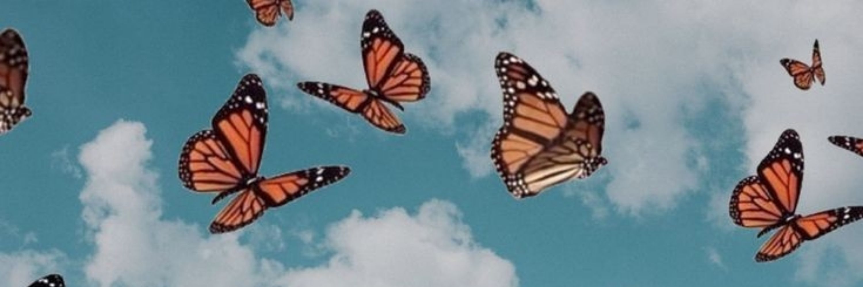 Bibi🦋